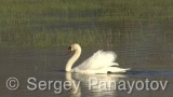 Video of Mute Swan - Mute Swan in the nest period in Shabla lake